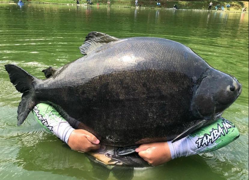 PESQUEIRO MONTE NEGRO