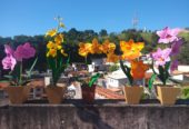 FLORES DA LUH