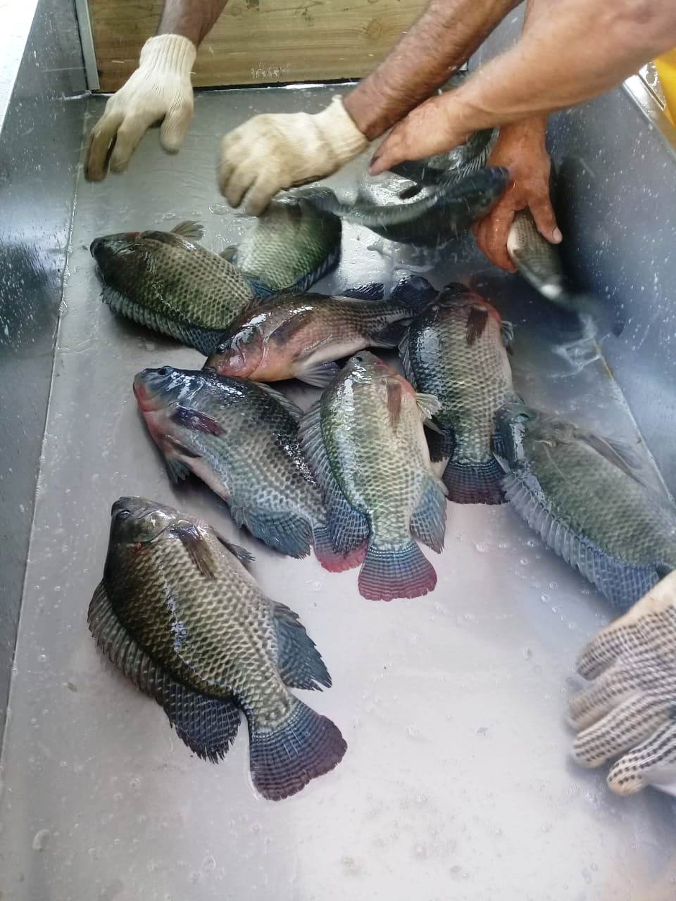 ASSOCIAÇÃO DOS PESCADORES AMADORES DE SANTA ISABEL – ÁFRICA NILO