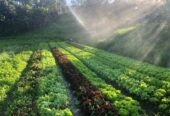 FAZENDA DA PROSPERIDADE