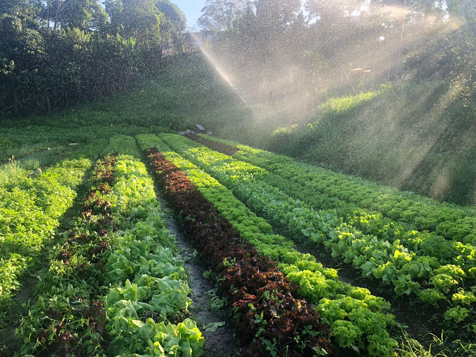 FAZENDA DA PROSPERIDADE