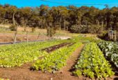 FAZENDA DA PROSPERIDADE