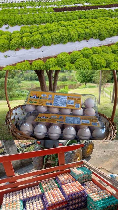 Natural Agro Orgânicos